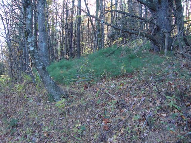 Hidden Springs Road West Jefferson, NC 28694 - Photo 2 of 7