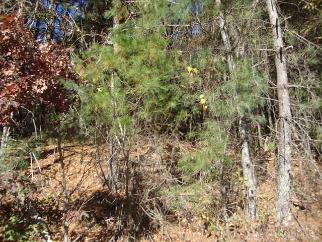 Hidden Springs Road West Jefferson, NC 28694 - Photo 4 of 7