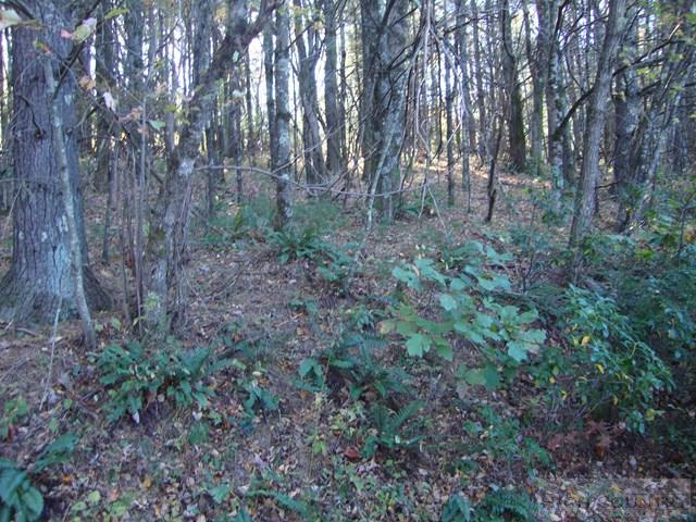 Hidden Springs Road West Jefferson, NC 28694 - Photo 6 of 7