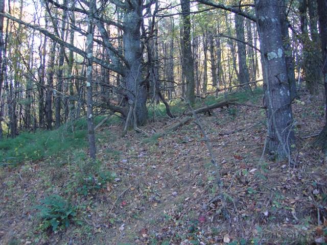 Hidden Springs Road West Jefferson, NC 28694 - Photo 7 of 7
