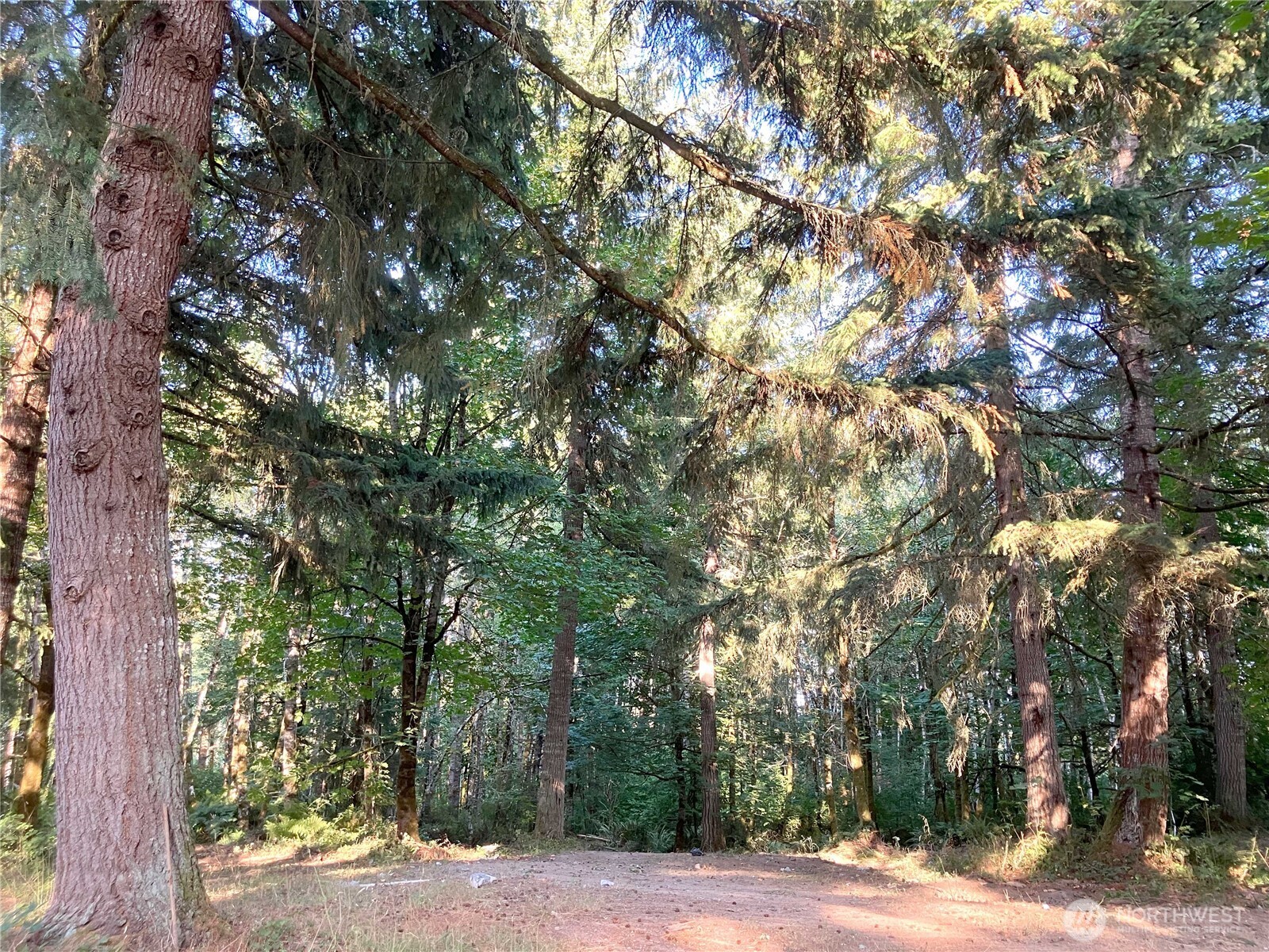 193 Crego Ridge Road Chehalis, WA 98532 - Photo 30 of 31 a picture of tree