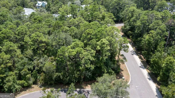 a view of a forest with a tree