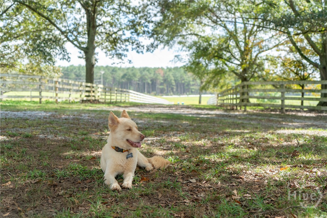 1963 Rehoboth Road Bowman, GA 30624 - Photo 6 of 64 View toward street from house with the best boi. Dog not included in sale.