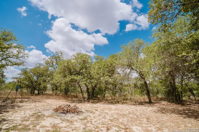 a view of a yard with plants and trees