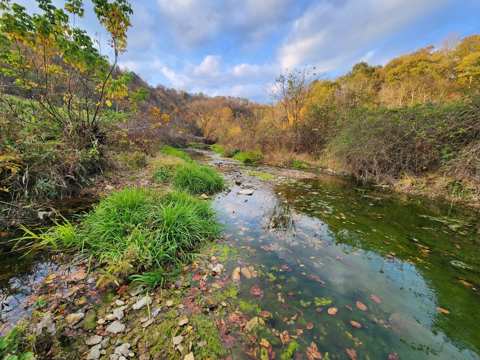 0 Pine Lick Road Whitleyville, TN 38588 - Photo 6 of 16 a view of a yard with a tree