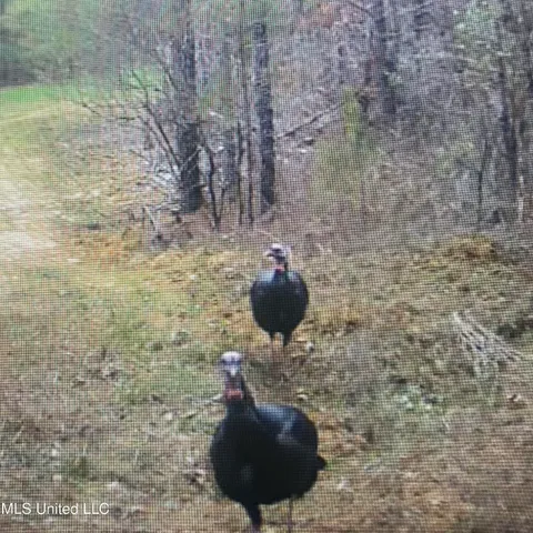 $577,500 | 448 Attala Road, Goodman, MS 39079