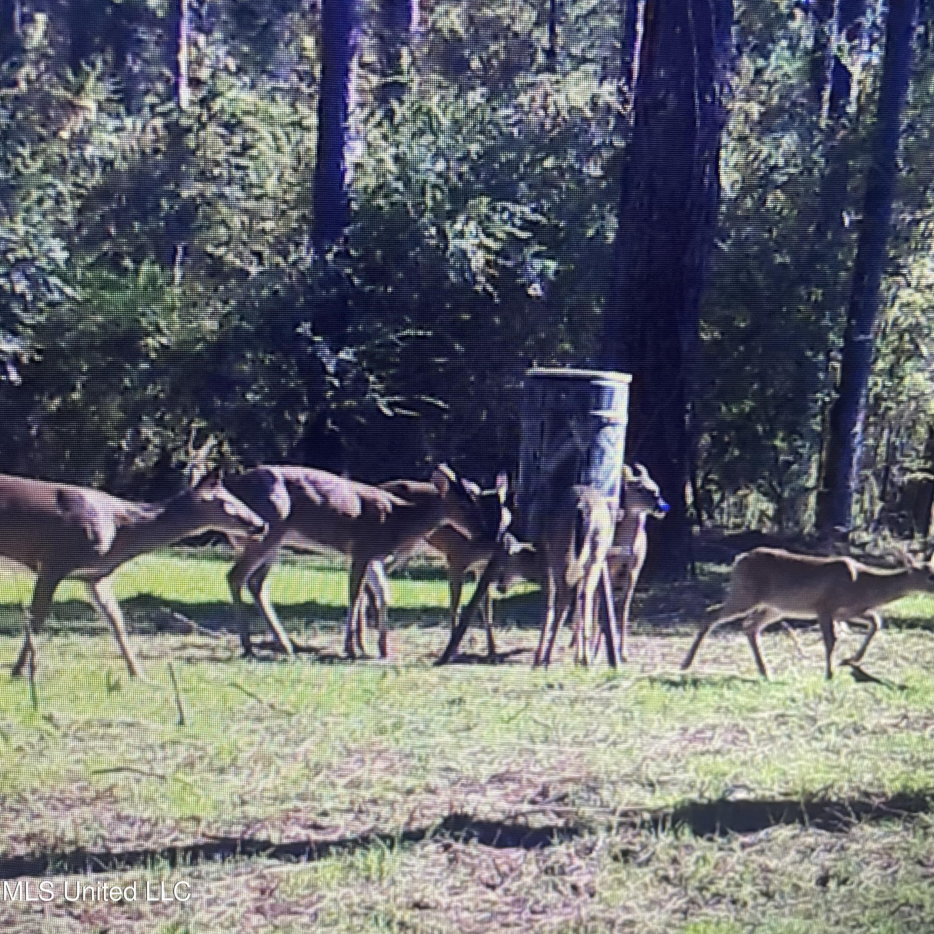 448 Attala Road Goodman, MS 39079 - Photo 36 of 42 IMG_8741