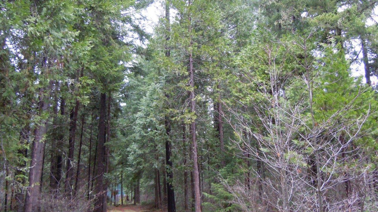 437 Red Blanket Road Prospect, OR 97536 - Photo 21 of 31 Additional Photo