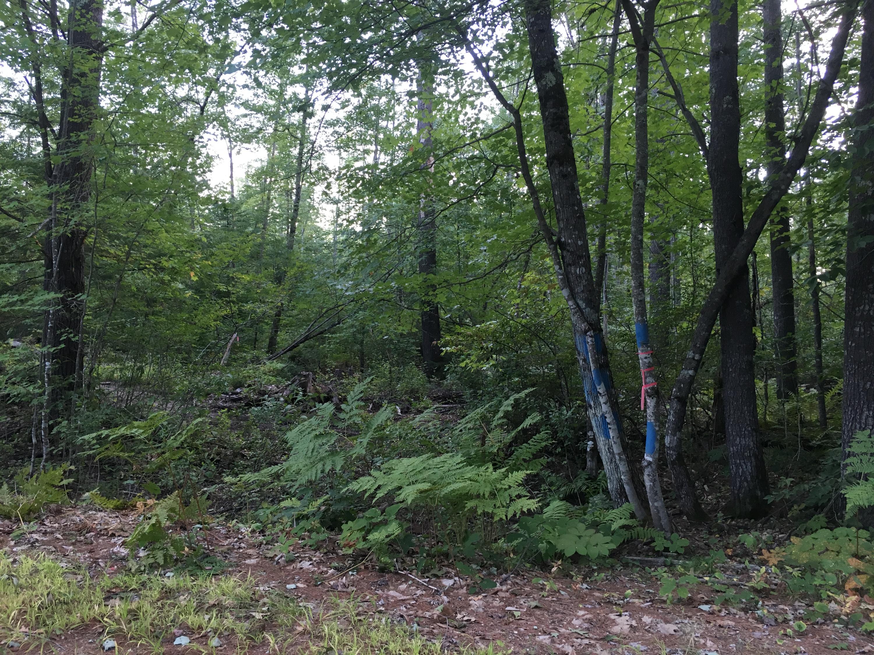 32-acres Sand Pond Road East Baldwin, ME 04024 - Photo 6 of 11 E06584E2-74F6-47D3-840A-363F3F695C1F
