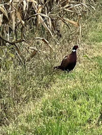 $665,000 | 1200 James B Young Road, Galva, IL 61434