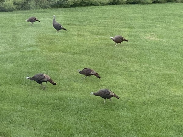 1200 James B Young Road Galva, IL 61434 - Photo 76 of 82