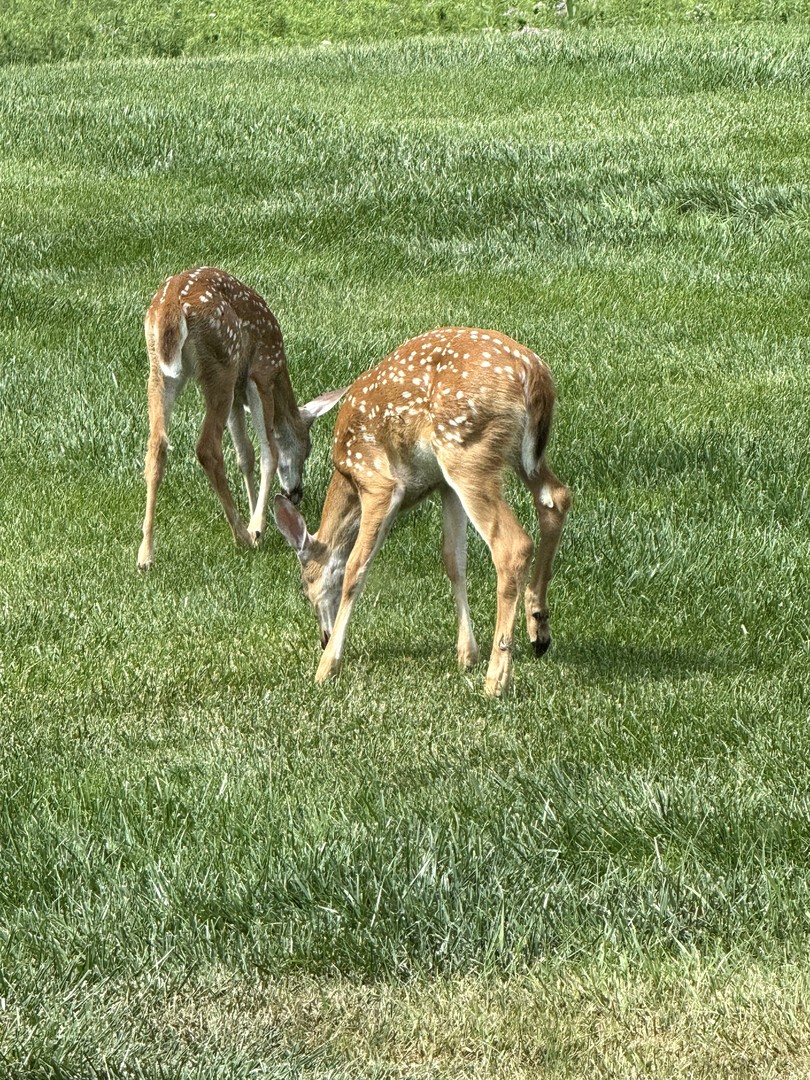 1200 James B Young Road Galva, IL 61434 - Photo 78 of 82