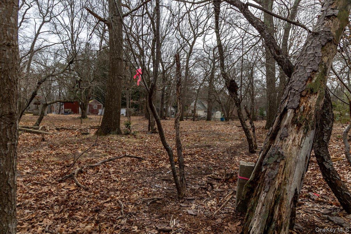 309 Primrose Path Manorville, NY 11949 - Photo 23 of 26 a view of a backyard with large trees