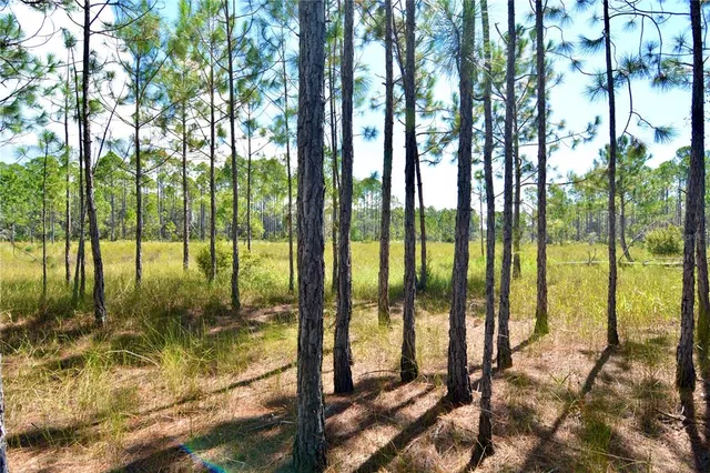 a view of backyard from window