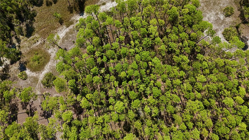 0 Key Deer Road Perry, FL 32348 - Photo 16 of 25 a view of a large yard with a tree