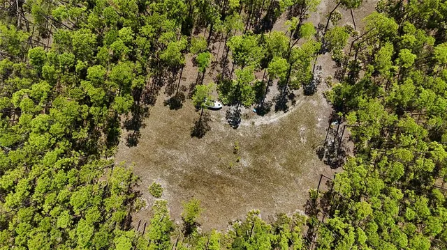 a view of a forest with a tree