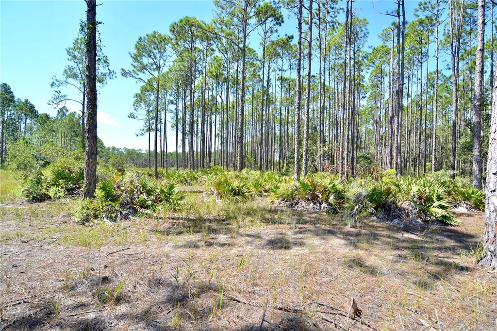 0 Key Deer Road Perry, FL 32348 - Photo 6 of 25 a view of a garden with a fountain
