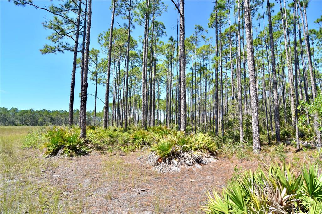 0 Key Deer Road Perry, FL 32348 - Photo 7 of 25 a view of a garden with plants