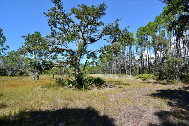 a view of a yard with a tree