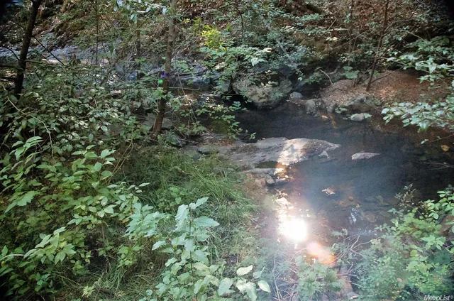 a close up of a tree in a yard