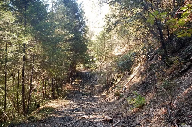a view of a forest with trees in front of it
