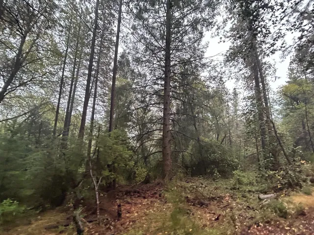 a view of a forest with lots of trees