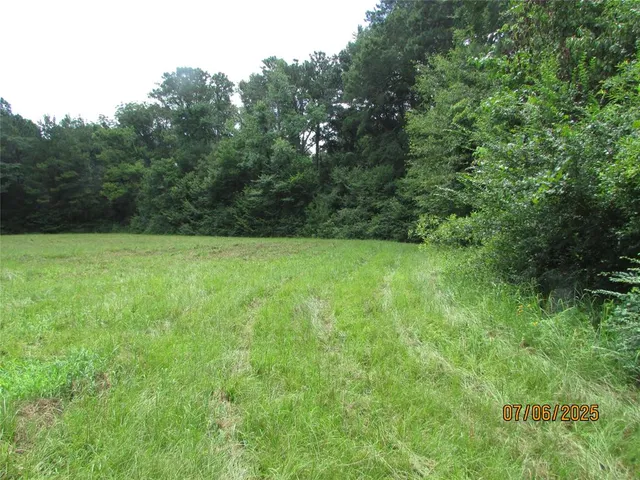 a view of a forest with trees in the background
