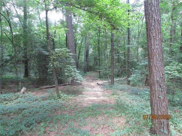 a view of a forest with trees