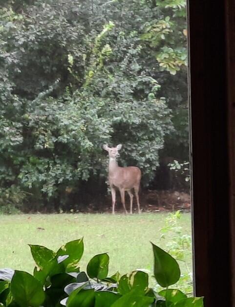 6829 Lambert Road Orient, OH 43146 - Photo 36 of 36 Wildlife