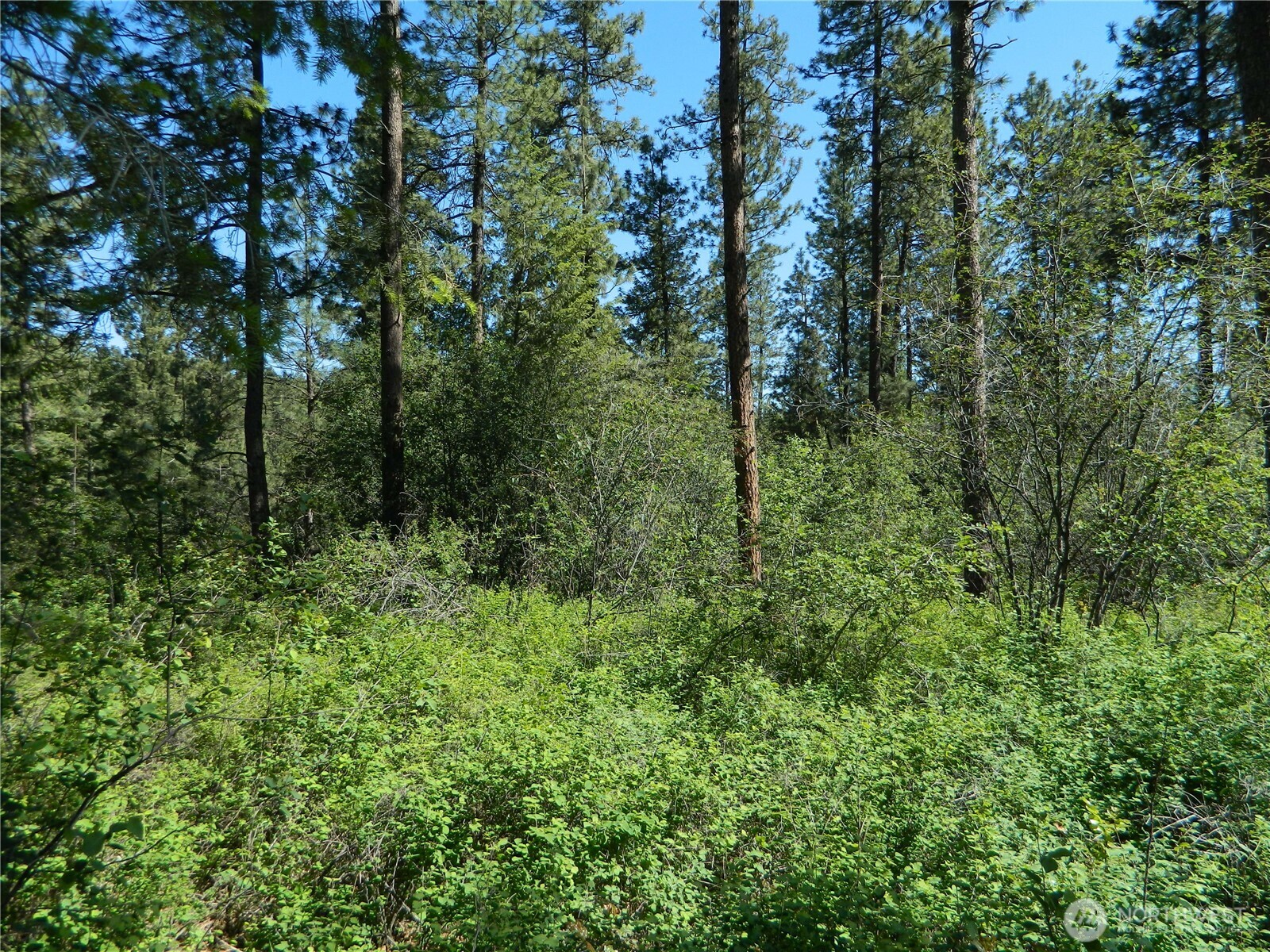 a view of a lush green forest