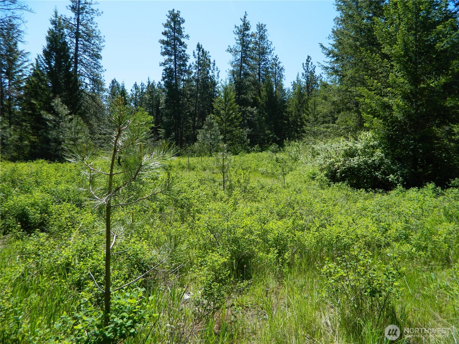111 Tbd Murphy Ranch Road Tonasket, WA 98855 - Photo 11 of 12 a view of a lush green forest