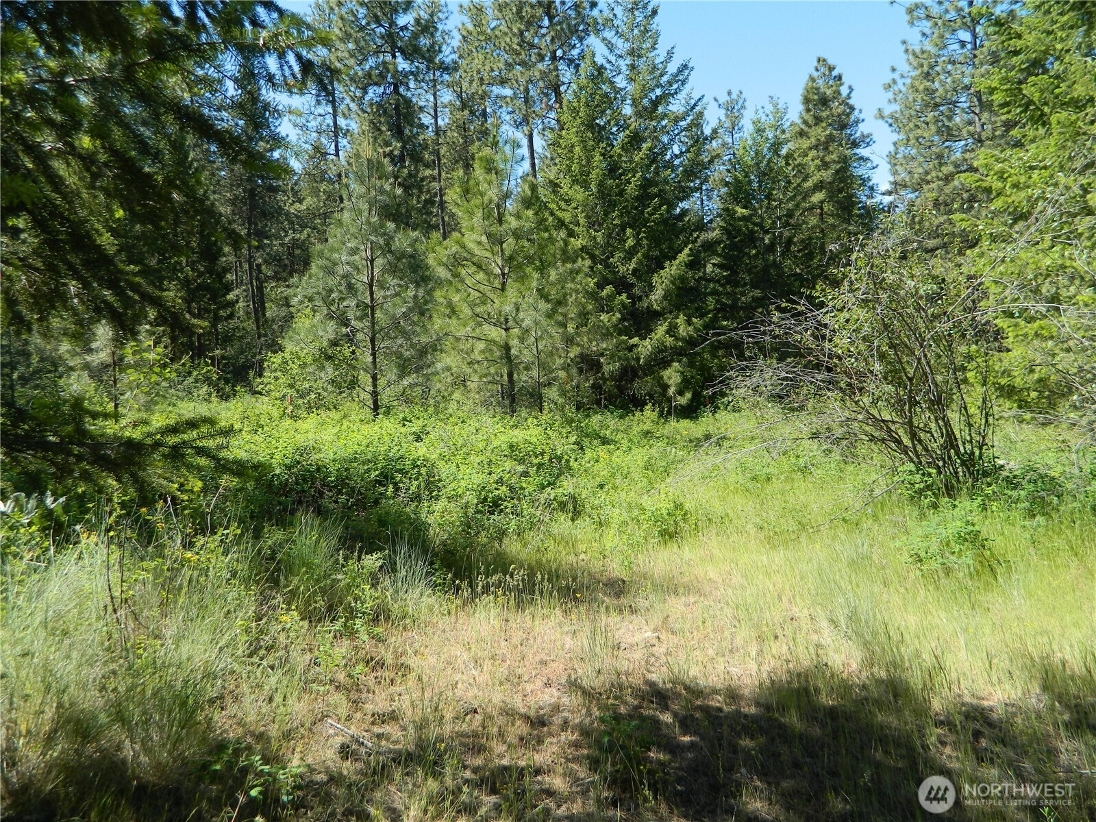 111 Tbd Murphy Ranch Road Tonasket, WA 98855 - Photo 12 of 12 a view of a lush green forest