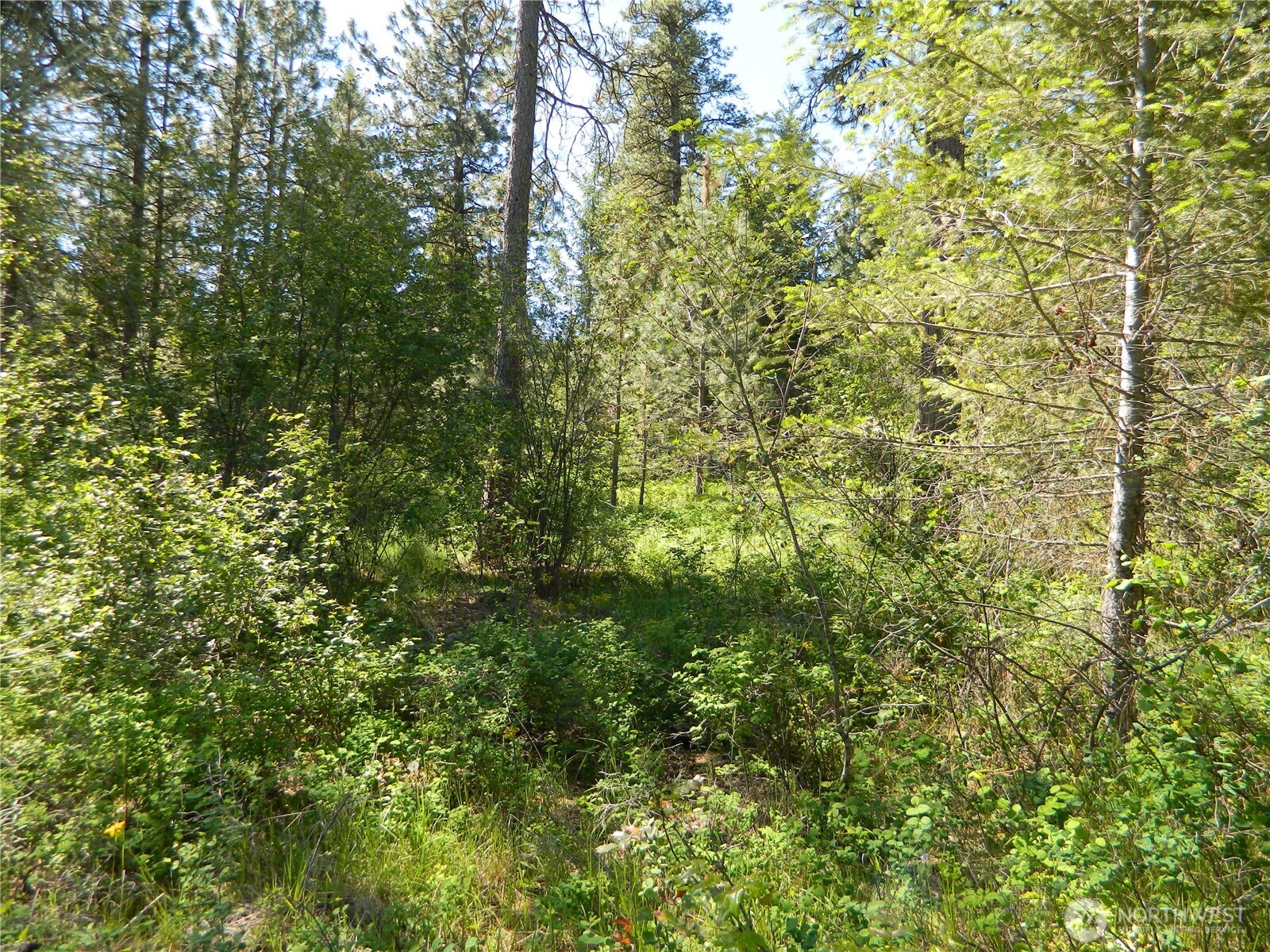 111 Tbd Murphy Ranch Road Tonasket, WA 98855 - Photo 2 of 12 a view of a lush green forest