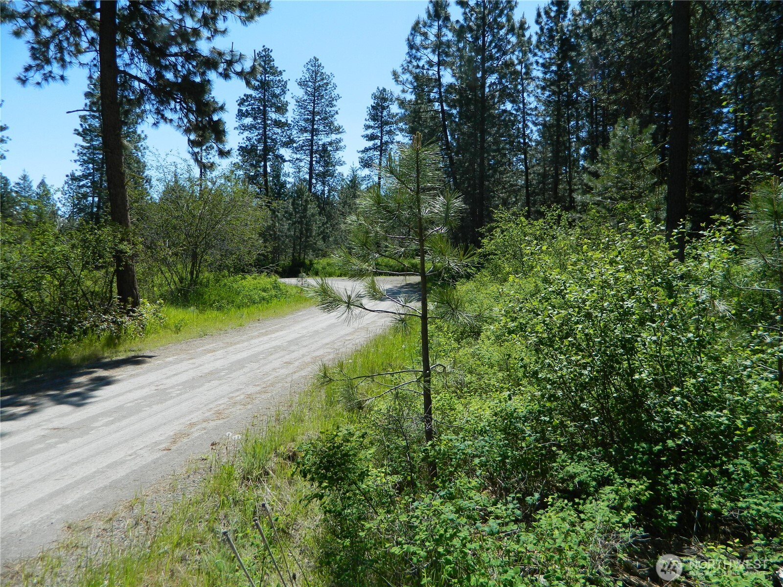 111 Tbd Murphy Ranch Road Tonasket, WA 98855 - Photo 3 of 12 a view of a yard with plants and trees