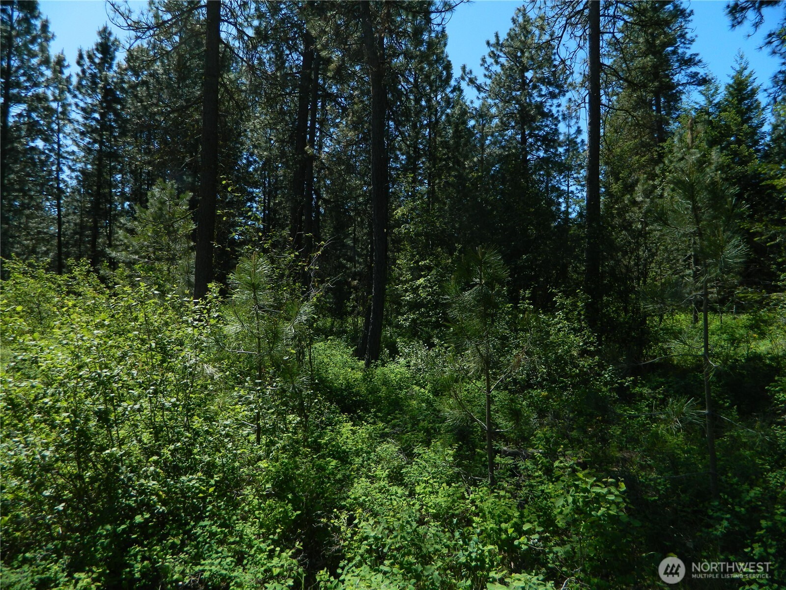 111 Tbd Murphy Ranch Road Tonasket, WA 98855 - Photo 4 of 12 a view of a lush green forest