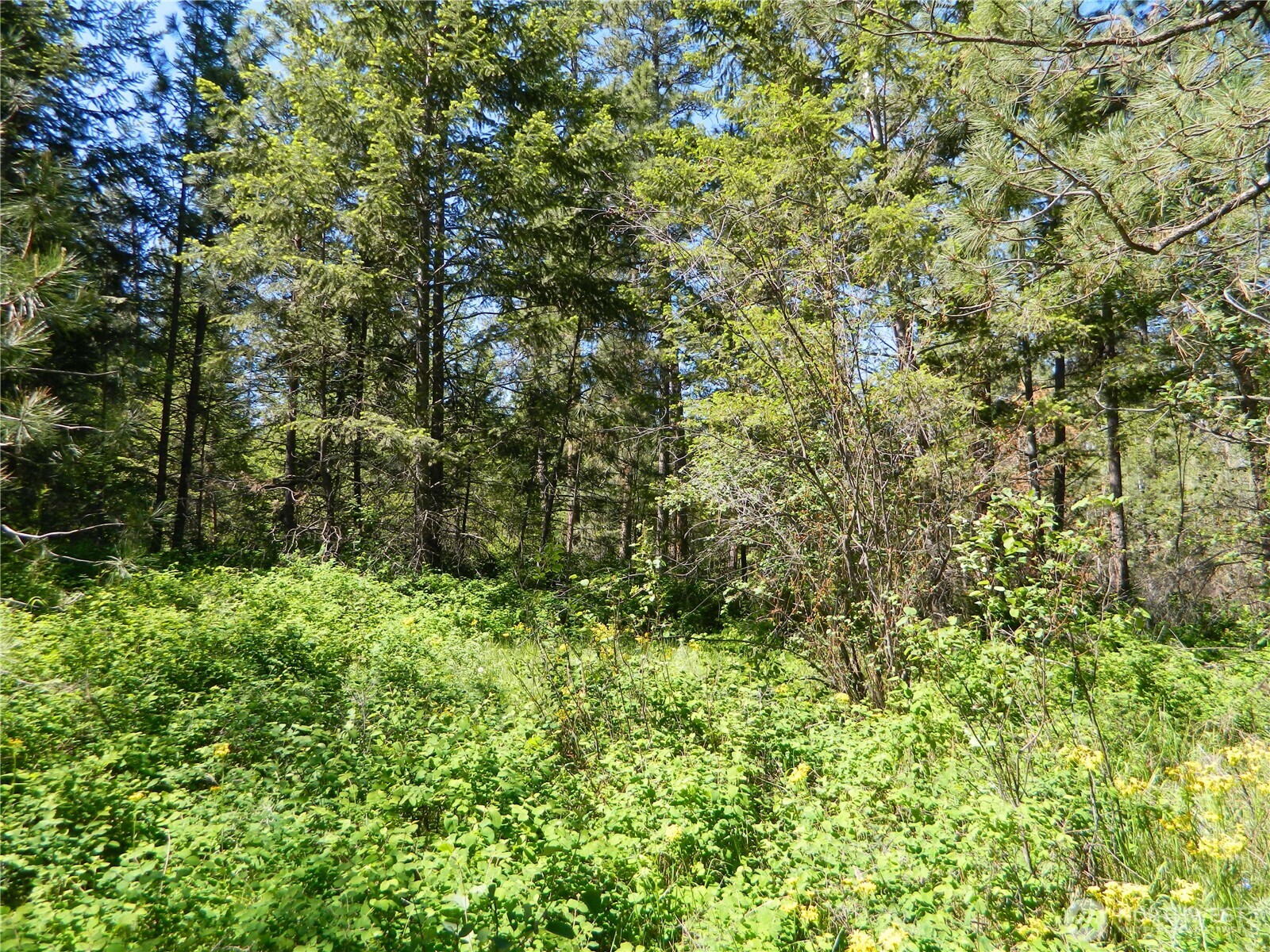 111 Tbd Murphy Ranch Road Tonasket, WA 98855 - Photo 5 of 12 a view of a lush green forest