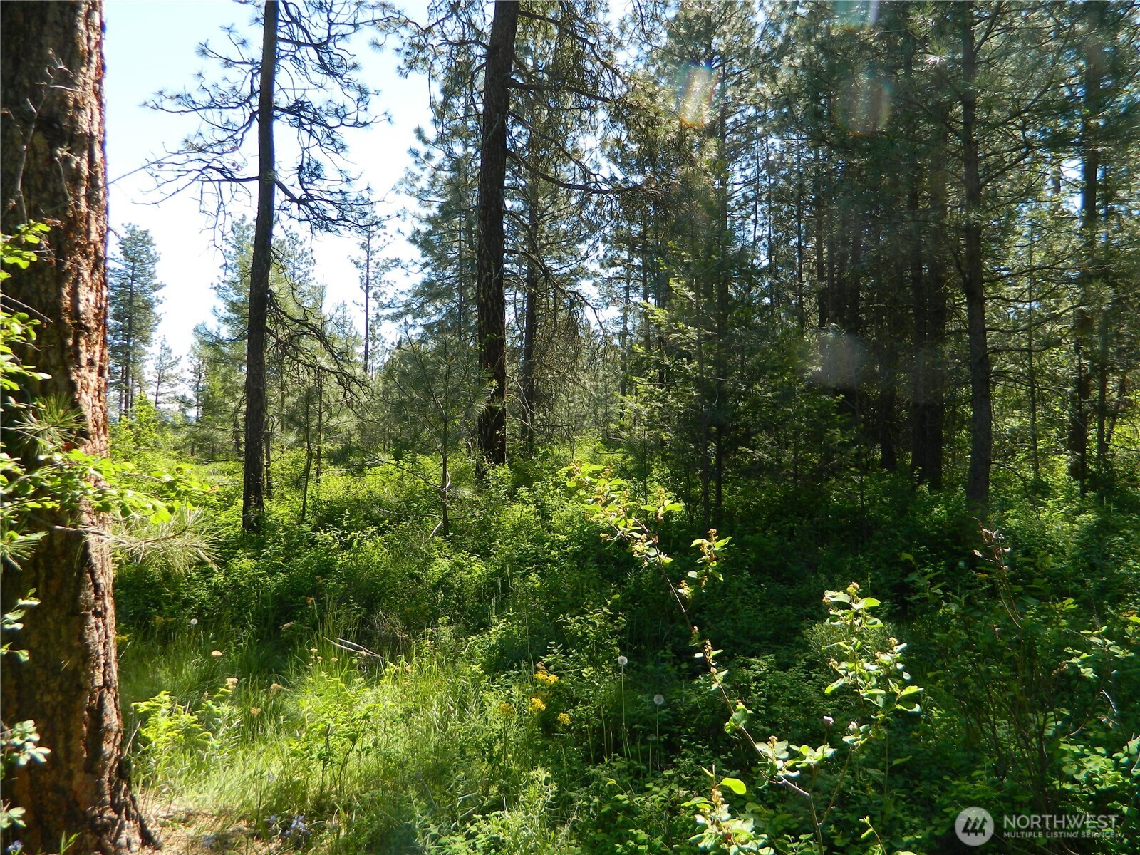111 Tbd Murphy Ranch Road Tonasket, WA 98855 - Photo 6 of 12 a view of a garden with plants and trees