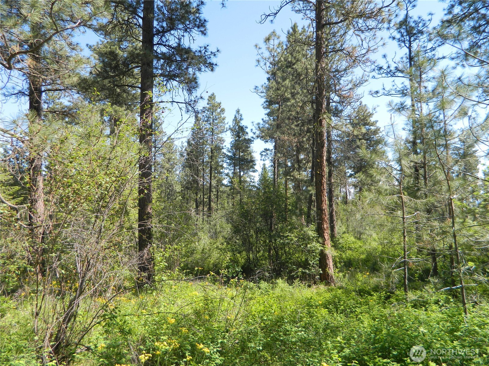 111 Tbd Murphy Ranch Road Tonasket, WA 98855 - Photo 7 of 12 a view of a lush green forest