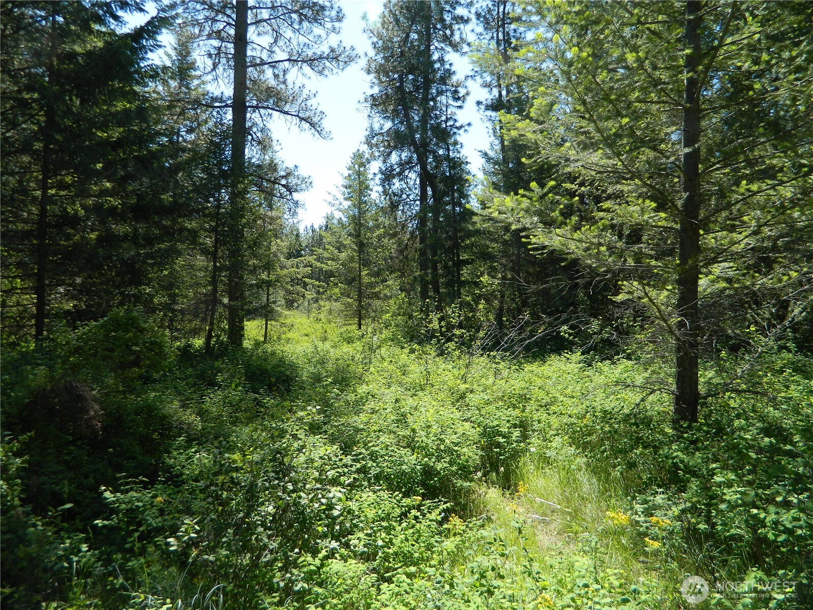 111 Tbd Murphy Ranch Road Tonasket, WA 98855 - Photo 8 of 12 a view of a lush green forest