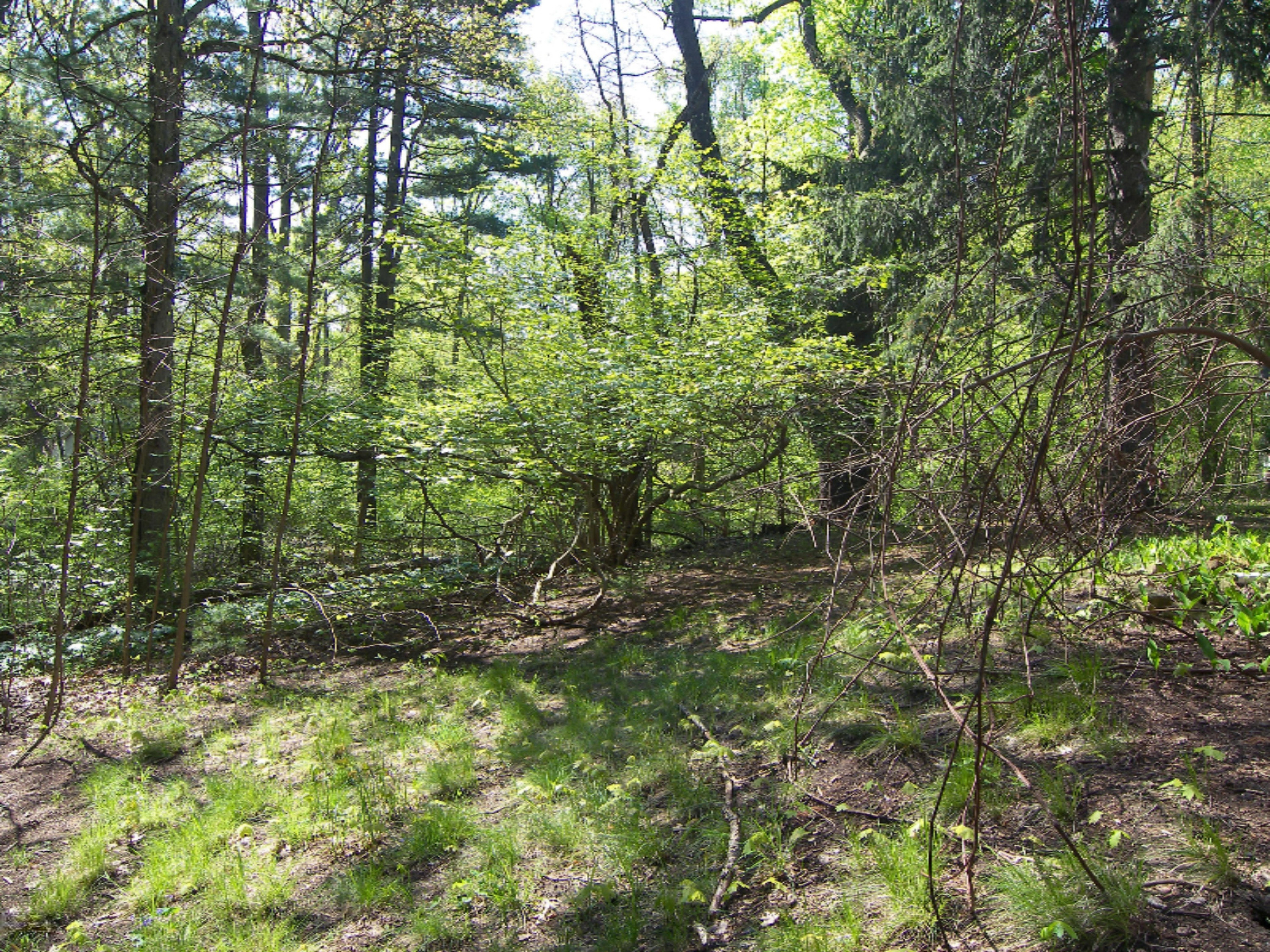 7269 Spring Bend Road Harbert, MI 49115 - Photo 11 of 12 100_4046