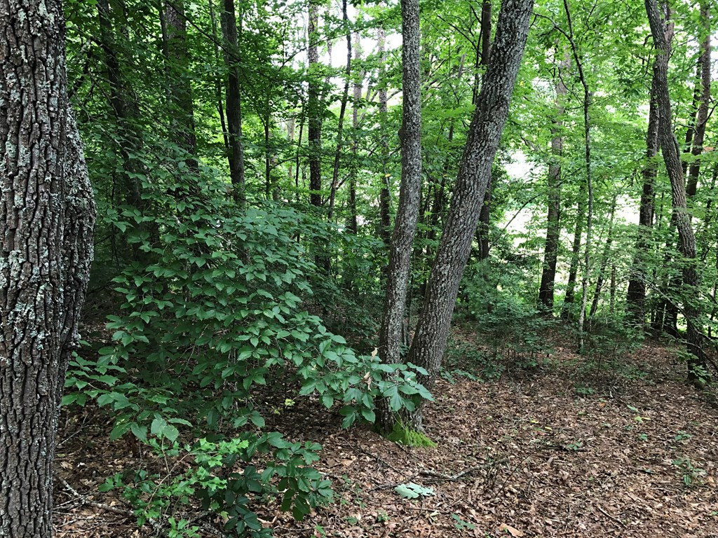 50 Rich Road Murphy, NC 28906 - Photo 16 of 16 Gallery Image 16