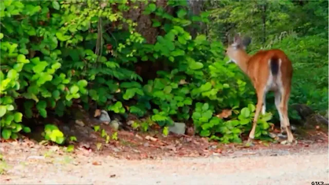 $179,000 | Lot 17 Acr 453, Montalba, TX 75853