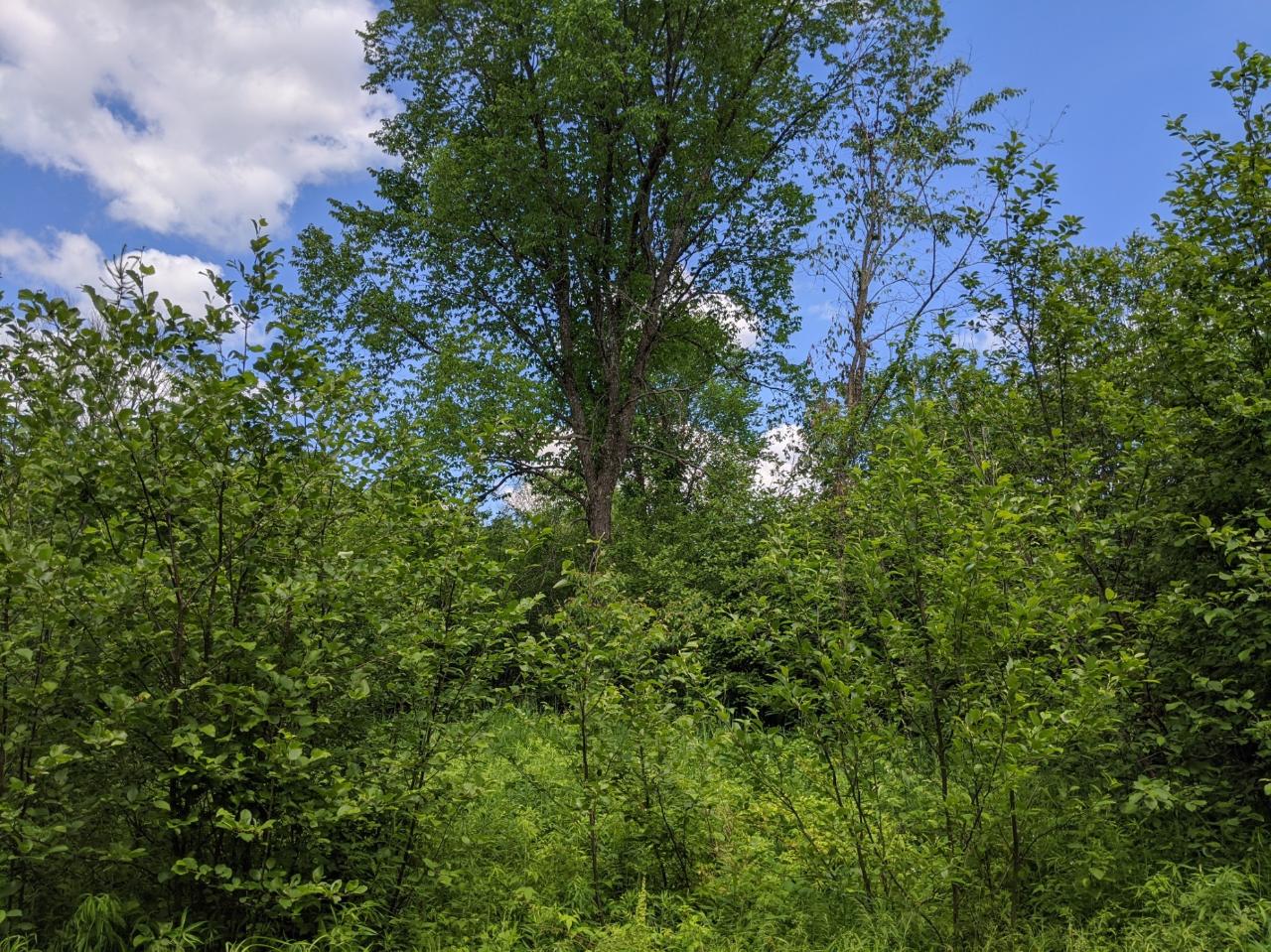 W3010 Goetzke Road Brantwood, WI 54513 - Photo 28 of 41 Gallery Image 28