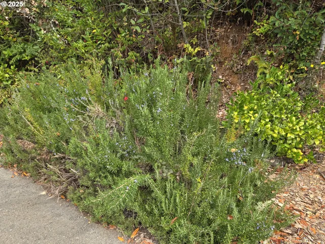 a view of a lush green forest
