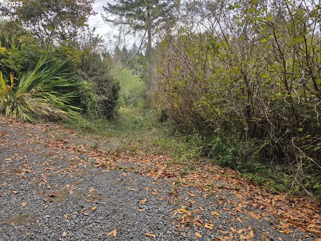 a view of a forest with a tree