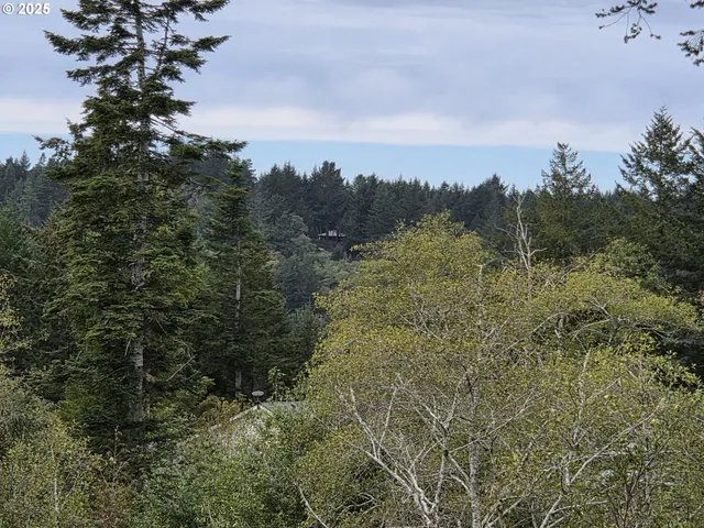 a view of a lush green forest