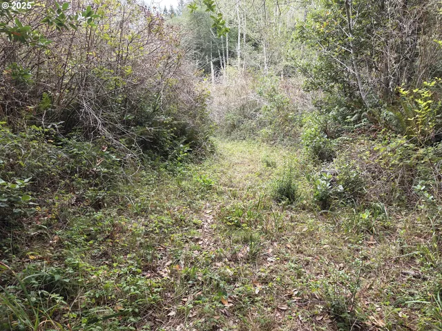 a view of a bunch of trees in a field
