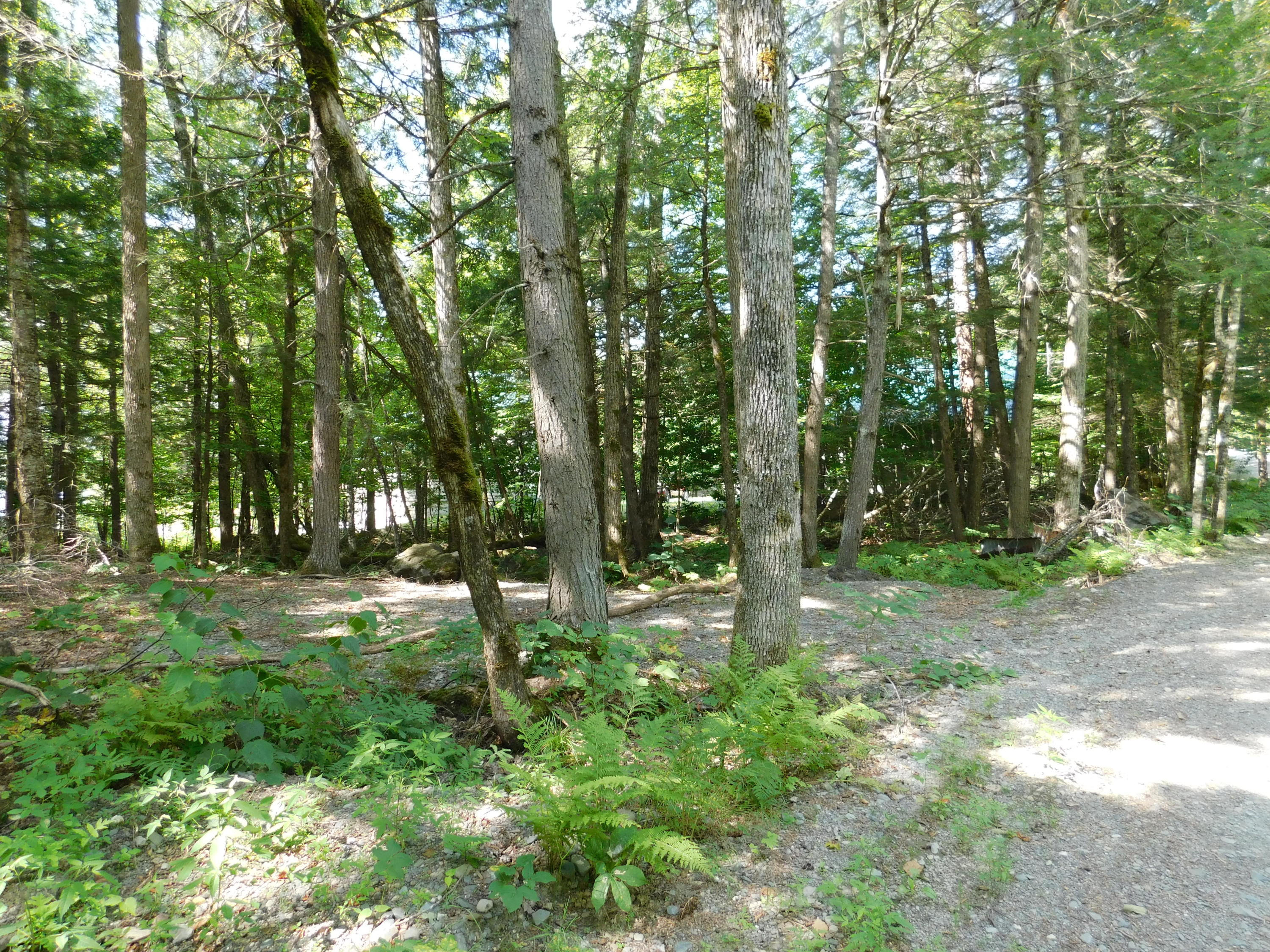 Lot 4 Flag Cove Road Dover-Foxcroft, ME 04426 - Photo 26 of 41 DSCN2230