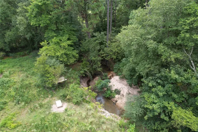a view of a forest with a tree