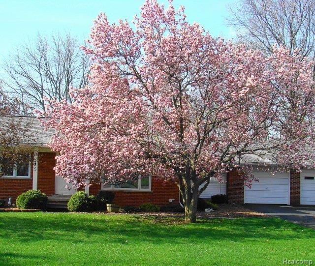 535 Sarsfield Drive Rochester, MI 48307 - Photo 2 of 15 Spring Time Magnolia Tree